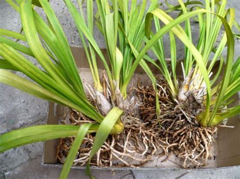 文心蘭分株|怎样给文心兰换盆分株？Dividing and Repotting Oncidium Orchids